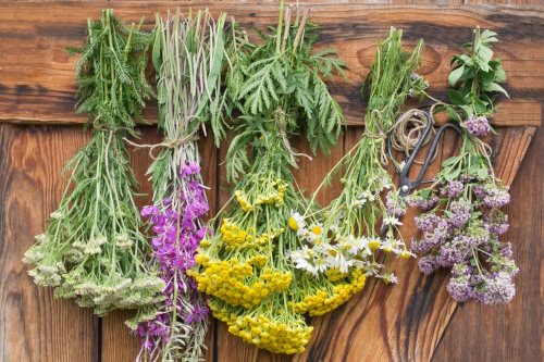 Herbs hang and dry on wooden background