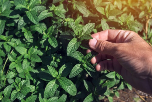 Farmer picking peppermint leaves in garden, homegrown organic plant production.